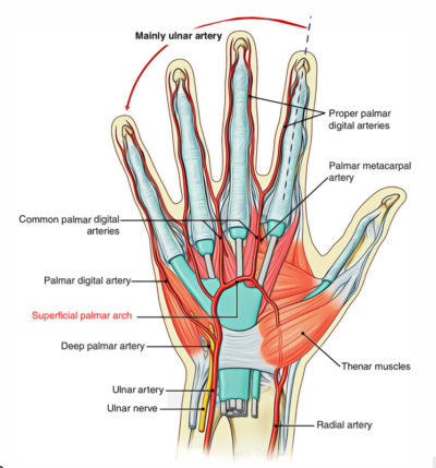 Easy Notes On 【Superficial Palmar Arterial Arch】Learn in Just 3 Mins