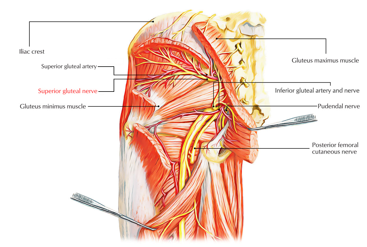 Superior Gluteal Nerve