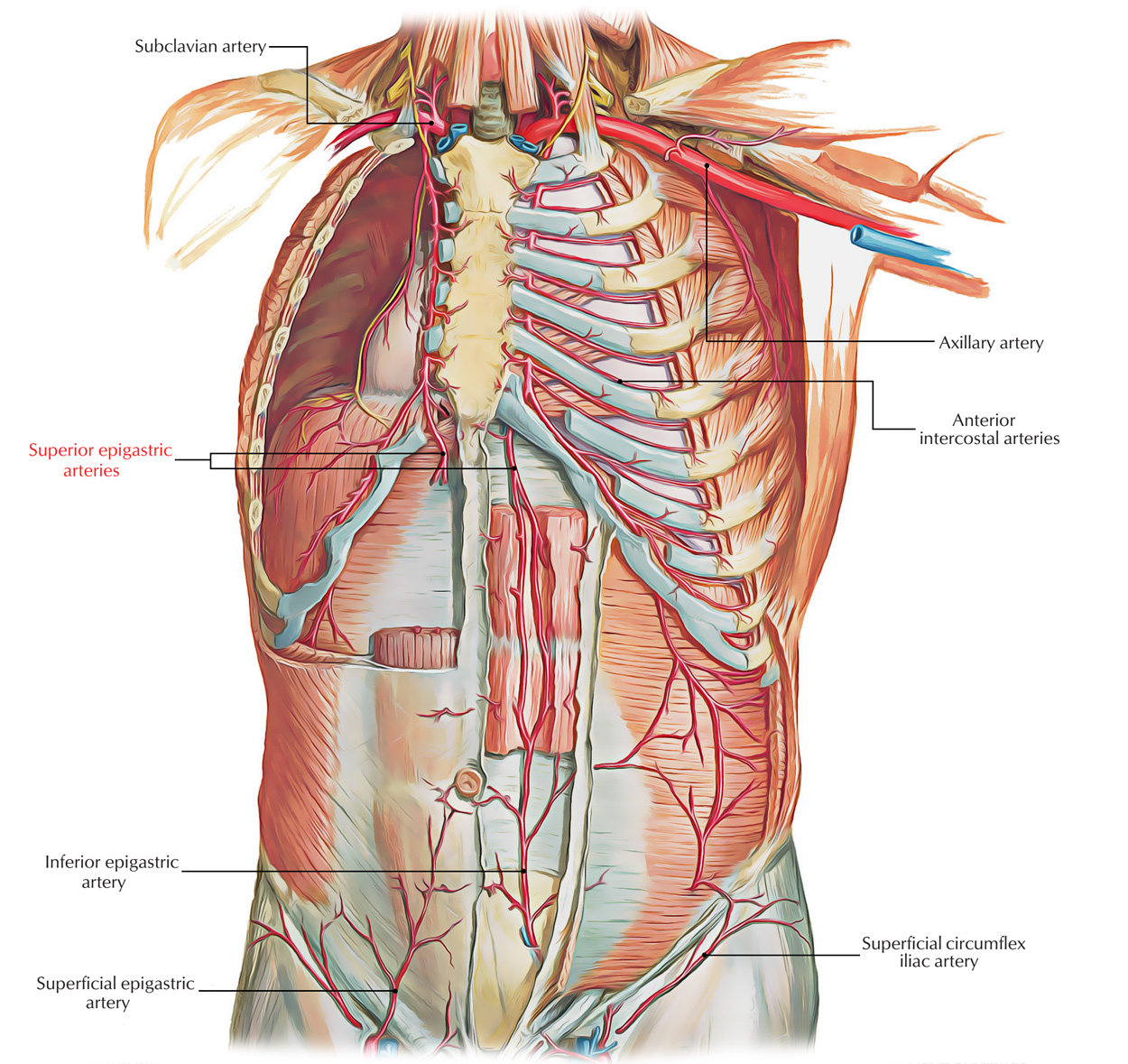 Easy Notes On 【Superior Epigastric Artery】Learn in Just 3 Minutes