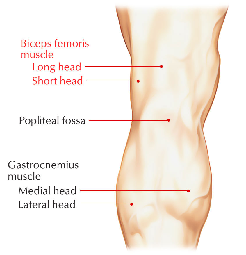 Biceps Femoris