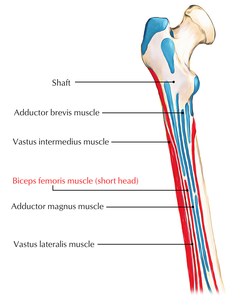 Origin of Biceps Femoris