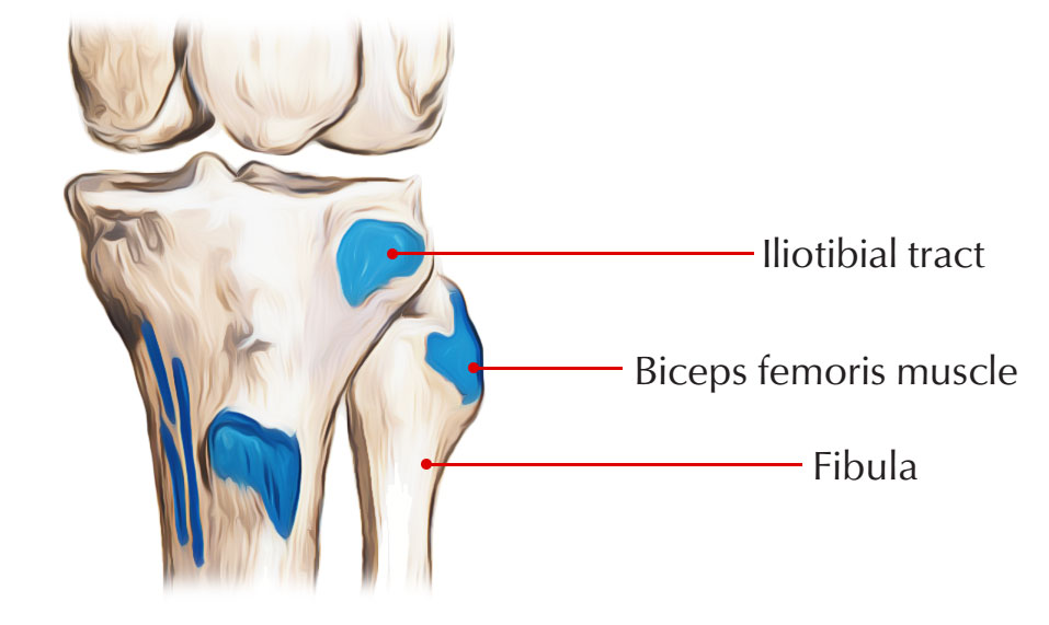 Insertion of Biceps Femoris