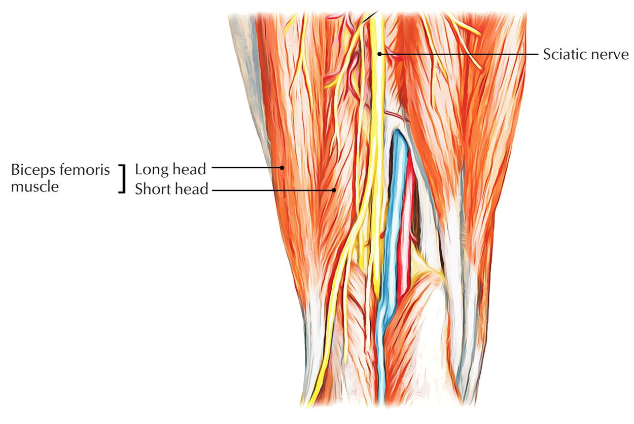 Innervation of Biceps Femoris