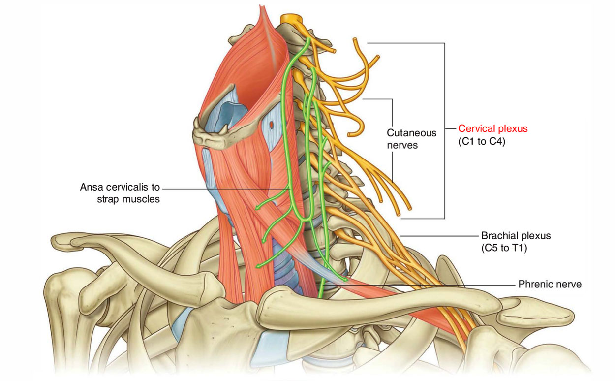 Cervical Plexus