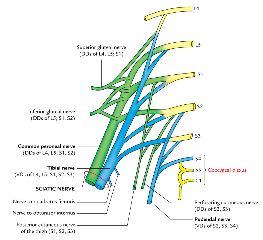 Coccygeal Plexus