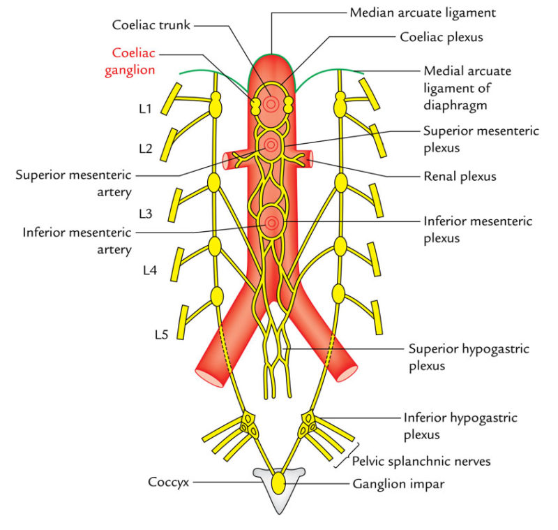 Celiac Plexus/Solar Plexus Earth's Lab