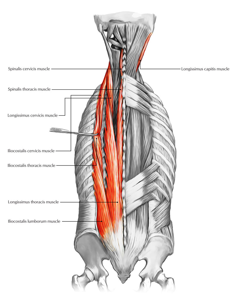 Back Muscles 28 Major Muscles Of The Back Earth S Lab