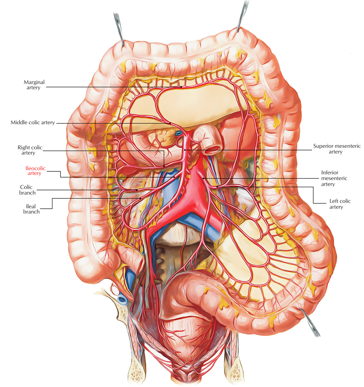 Ileocolic Artery