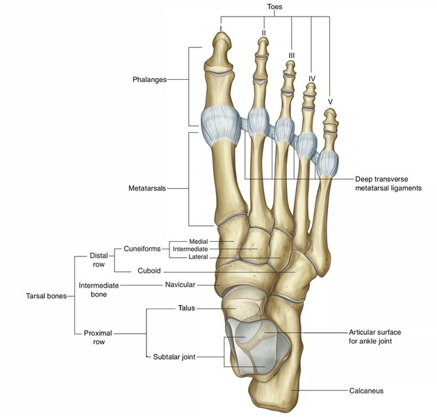 Human Skeletal System: Bone