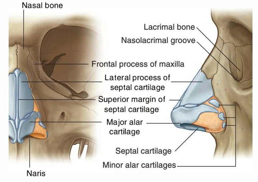 Human Skeletal System: Cartilage