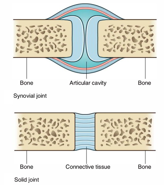 Human Skeletal System: Joint
