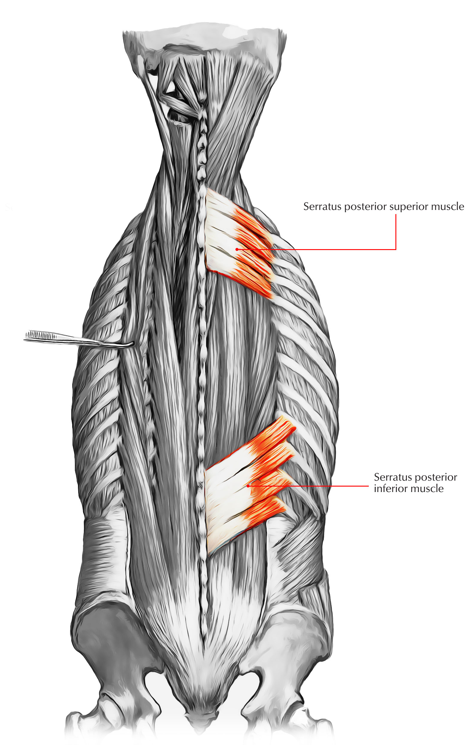 Muscles Of Back Intermediate Layers Anatomia Musculos Anatomia Images