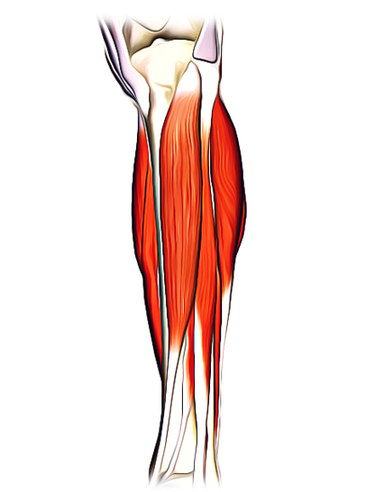 popliteal fossa