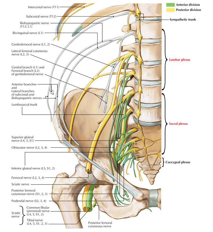 Lumbar and Sacral Plexus