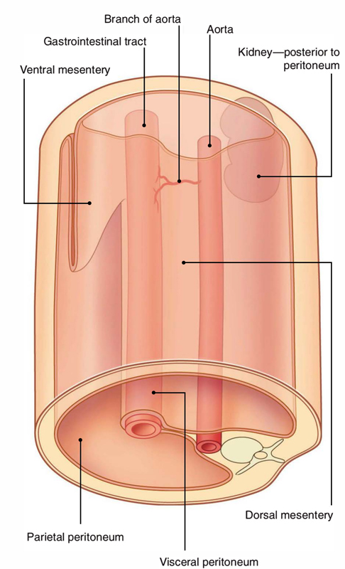 Peritoneum: Layers