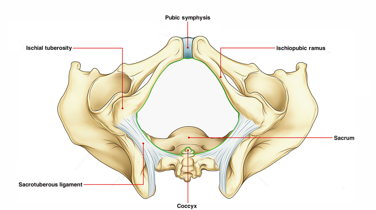 Pubic Symphysis