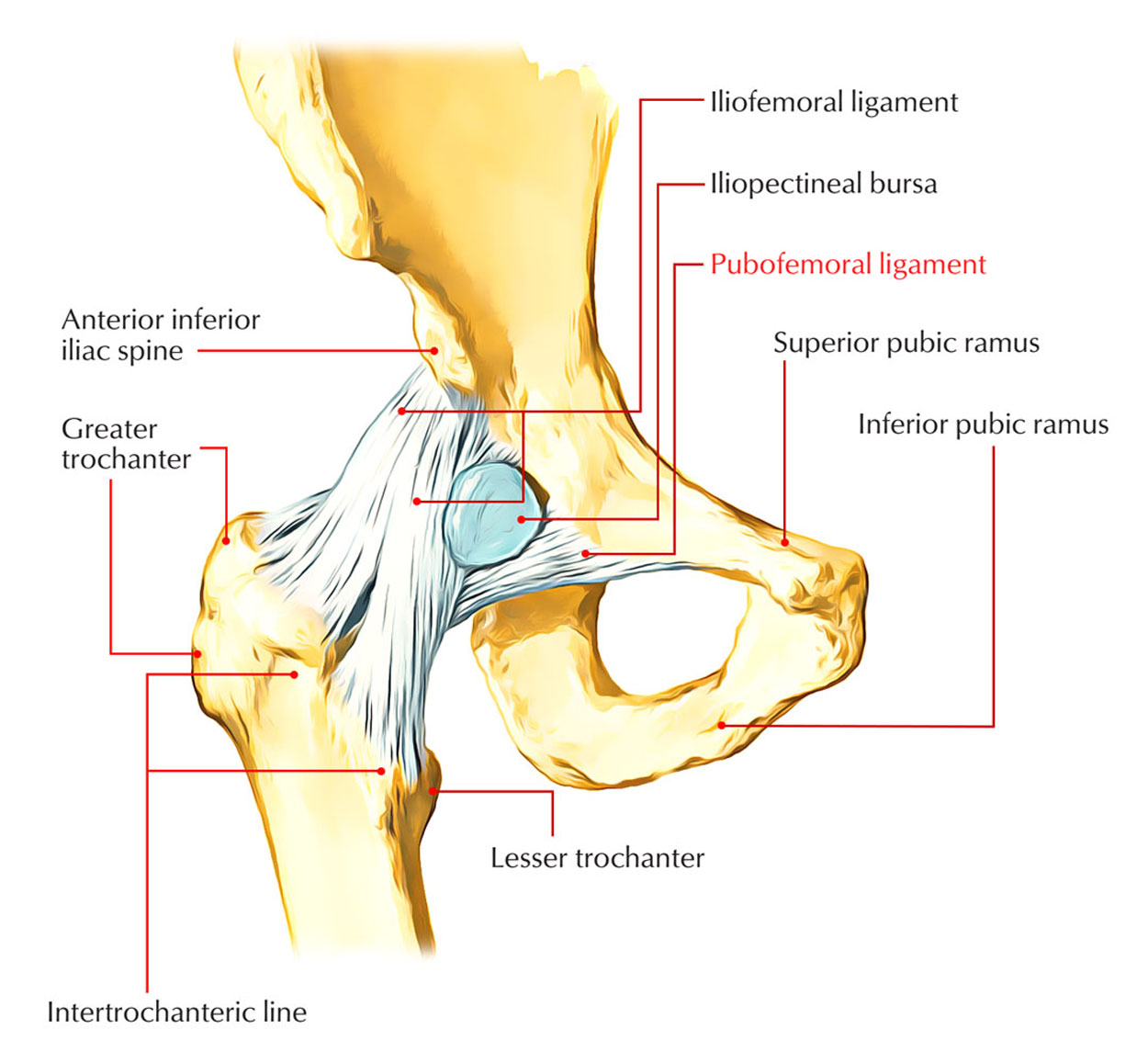 Pubofemoral Ligament