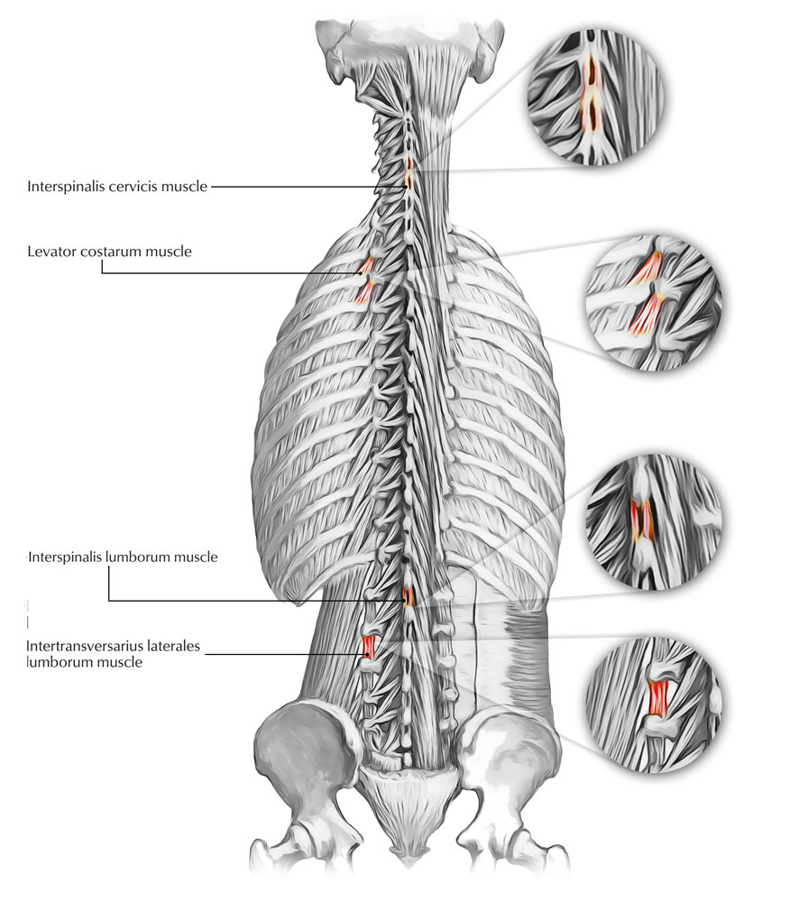 Muscles of the Back - Segmental Muscles