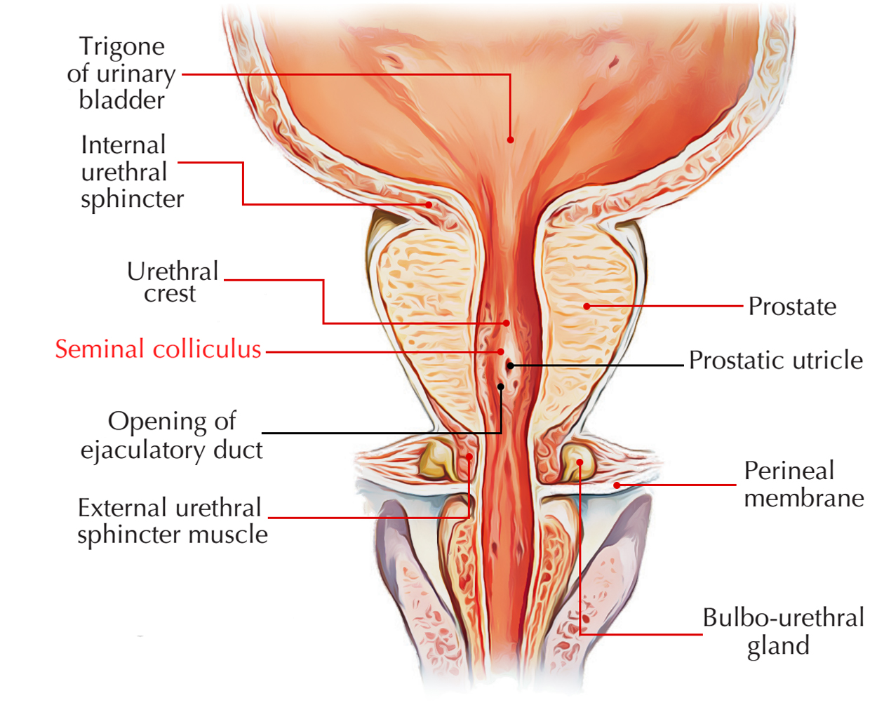 Seminal Colliculus