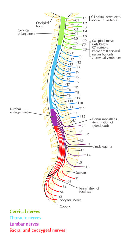 signals travel down the spinal cord to the muscles