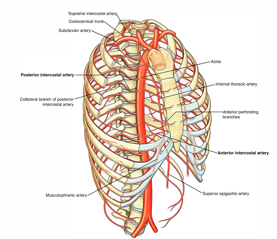 Subcostal Arteries