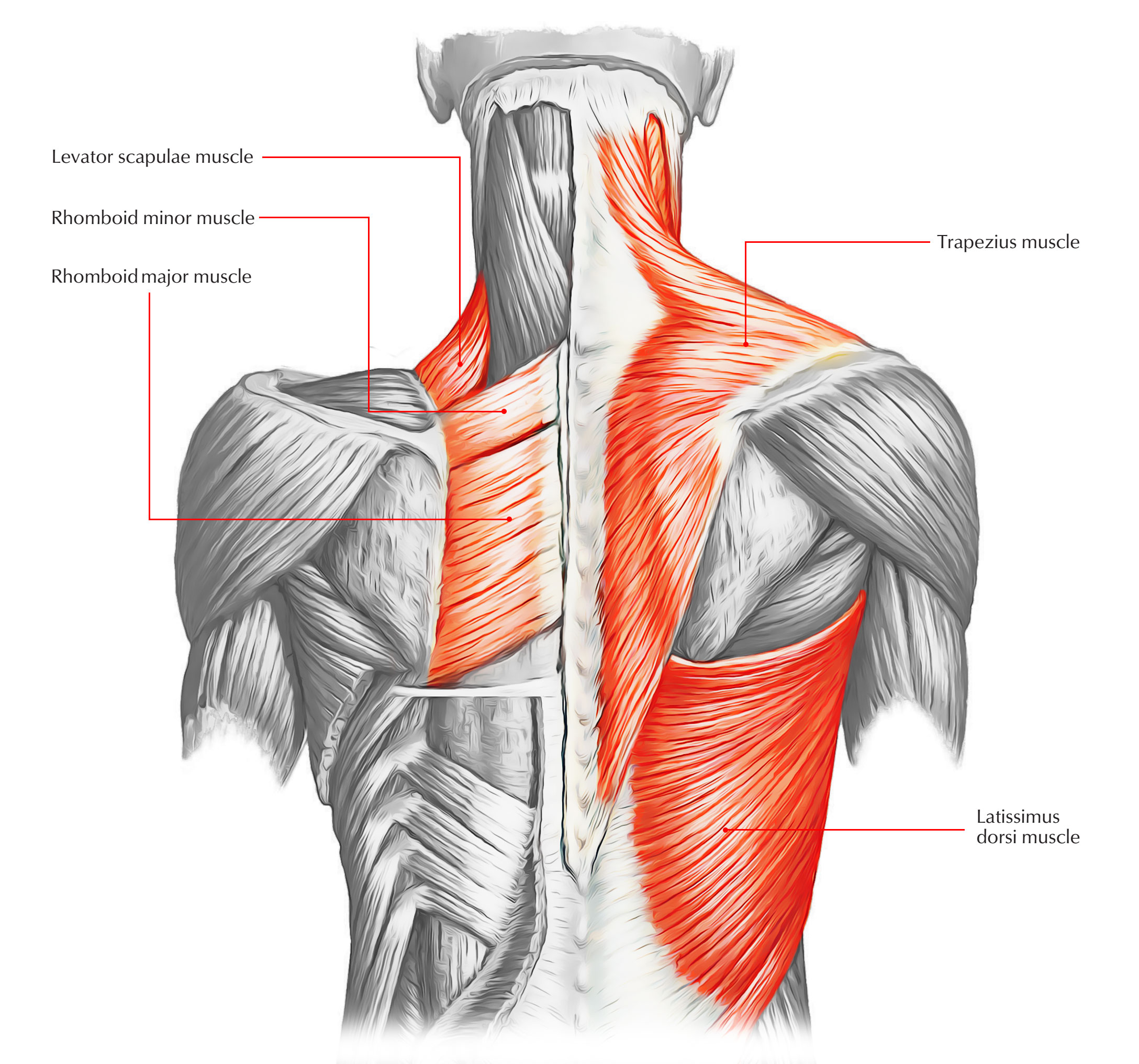 Superficial Layer of Back Muscle