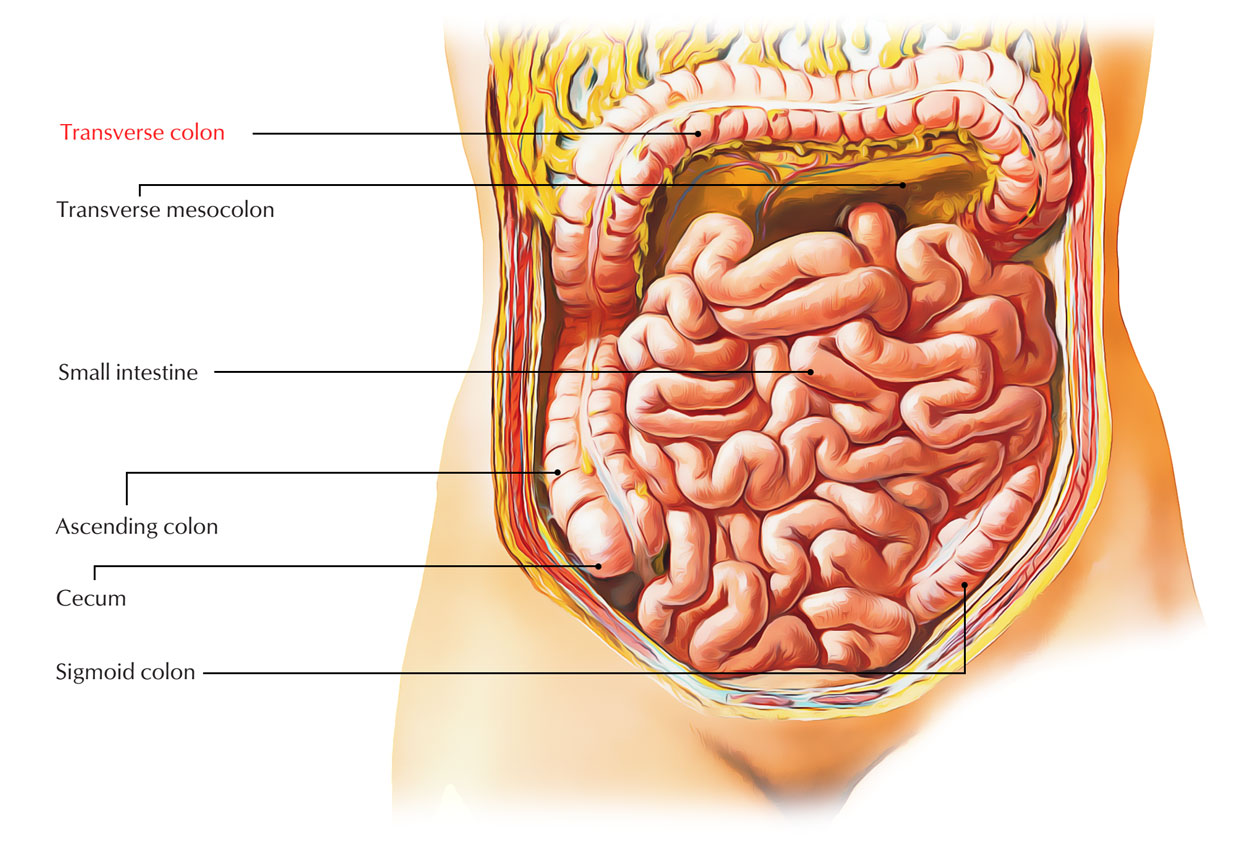 Transverse Colon