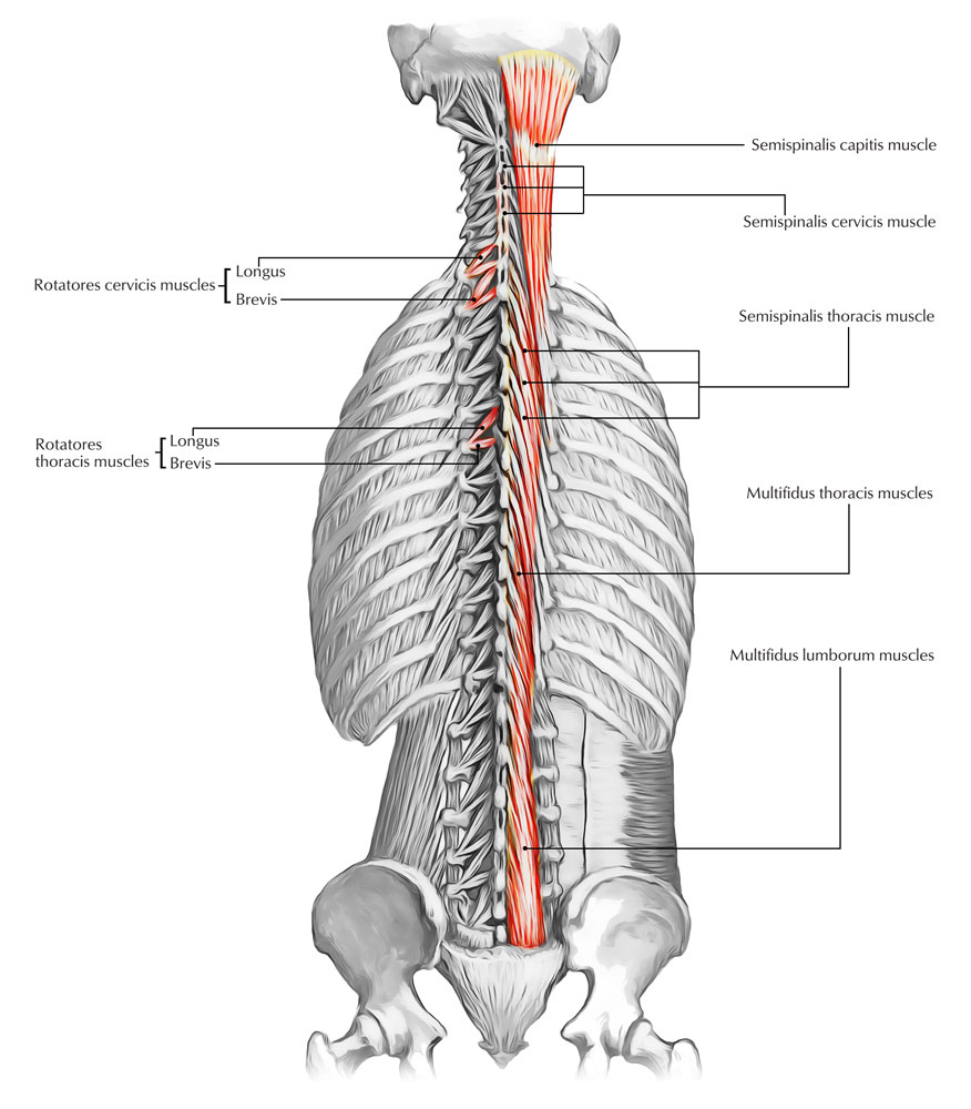 Músculos de la espalda: Músculos Transversoespinales