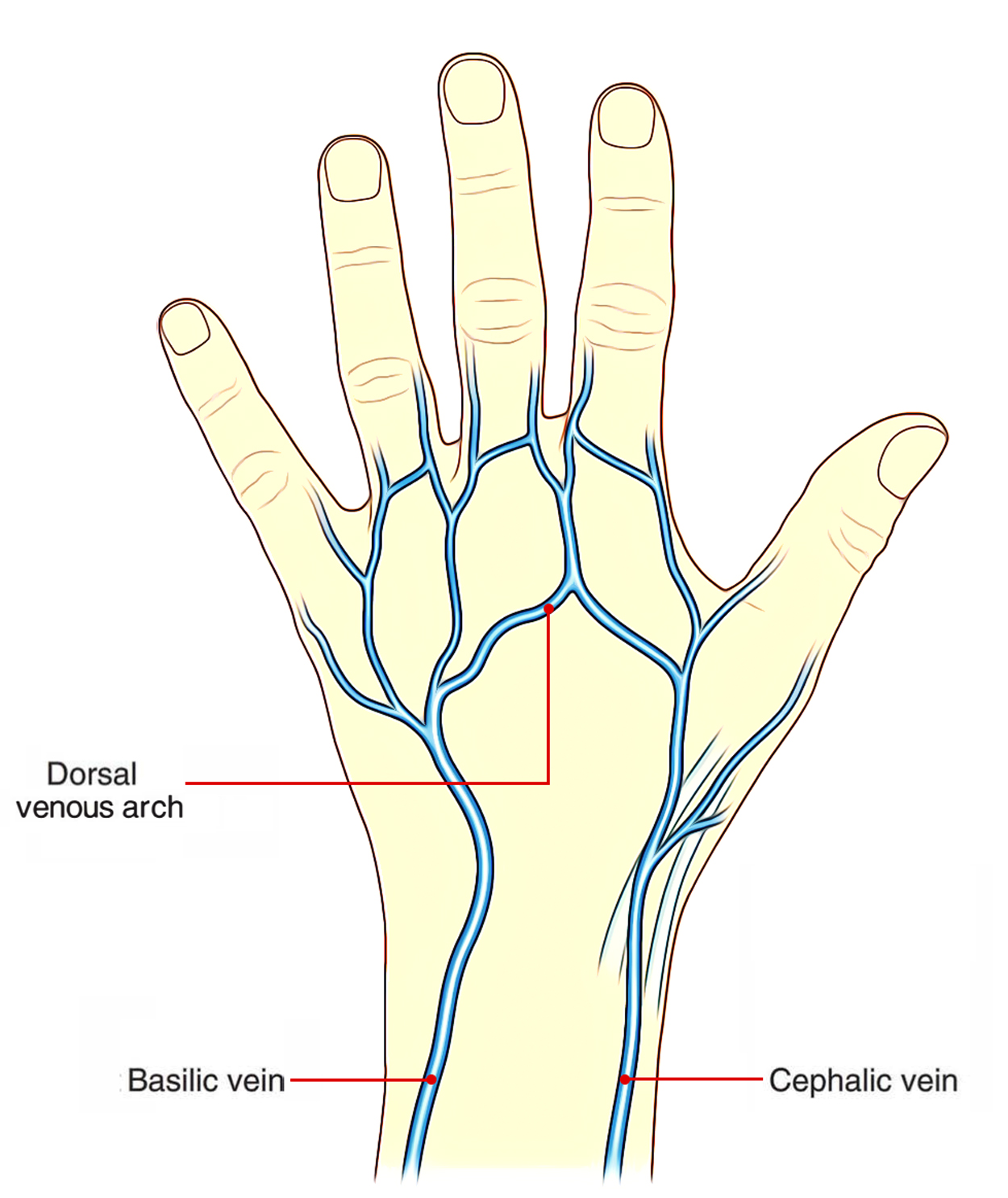 Dorsal Venous Arch: Hand