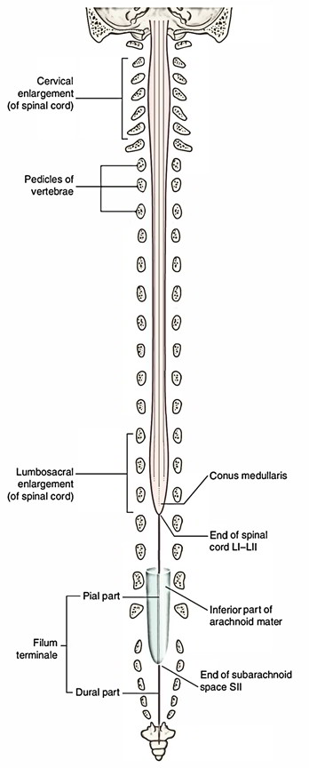 Filum Terminale – Lab