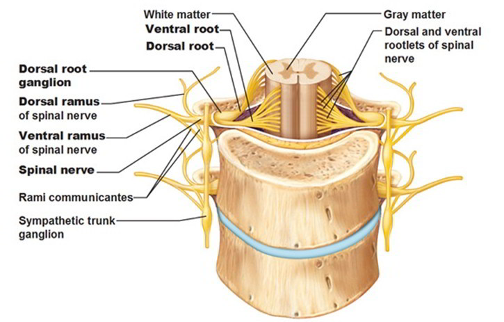 Ventral Root of Spinal Nerves