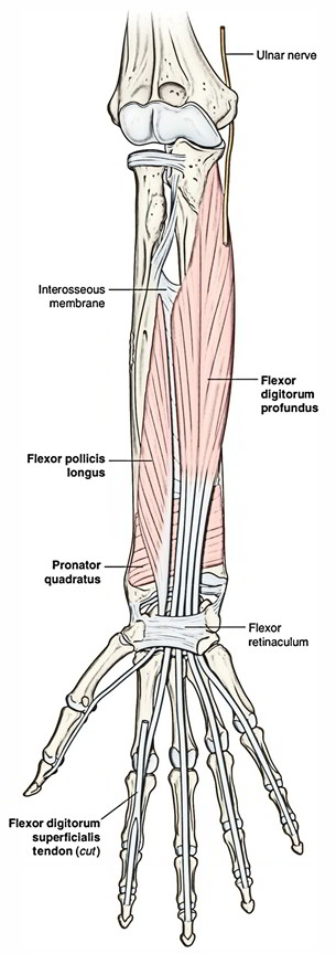 Flexor Pollicis Longus