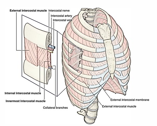 External Intercostal Muscle