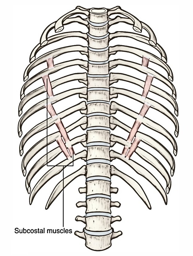Subcostalis Muscle