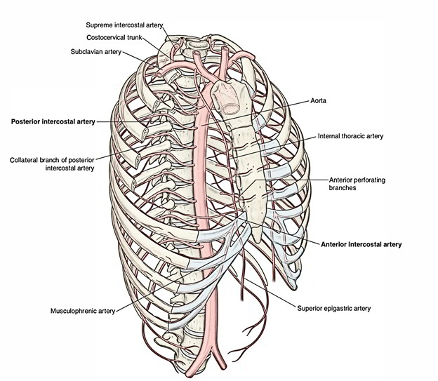 Posterior Intercostal Arteries