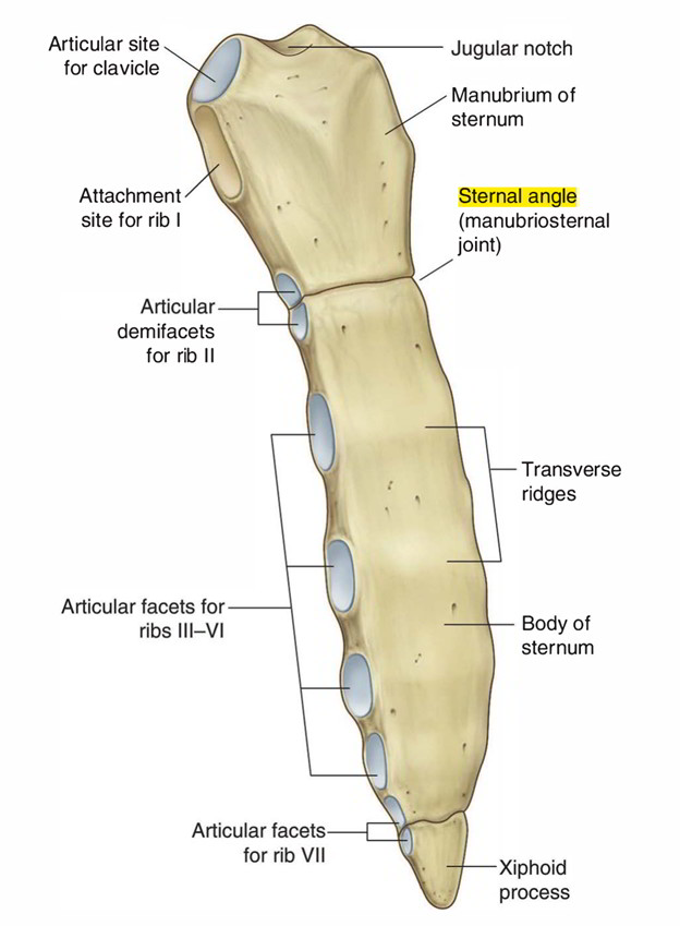 Angle of Louis, transverse thoracic plane, with radiograph! (anatomy) 