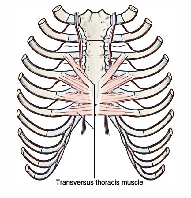 Transversus Thoracis Muscles