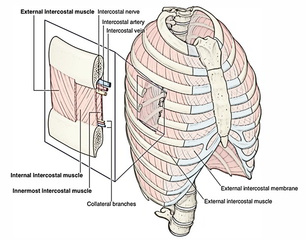 Innermost Intercostal Muscles