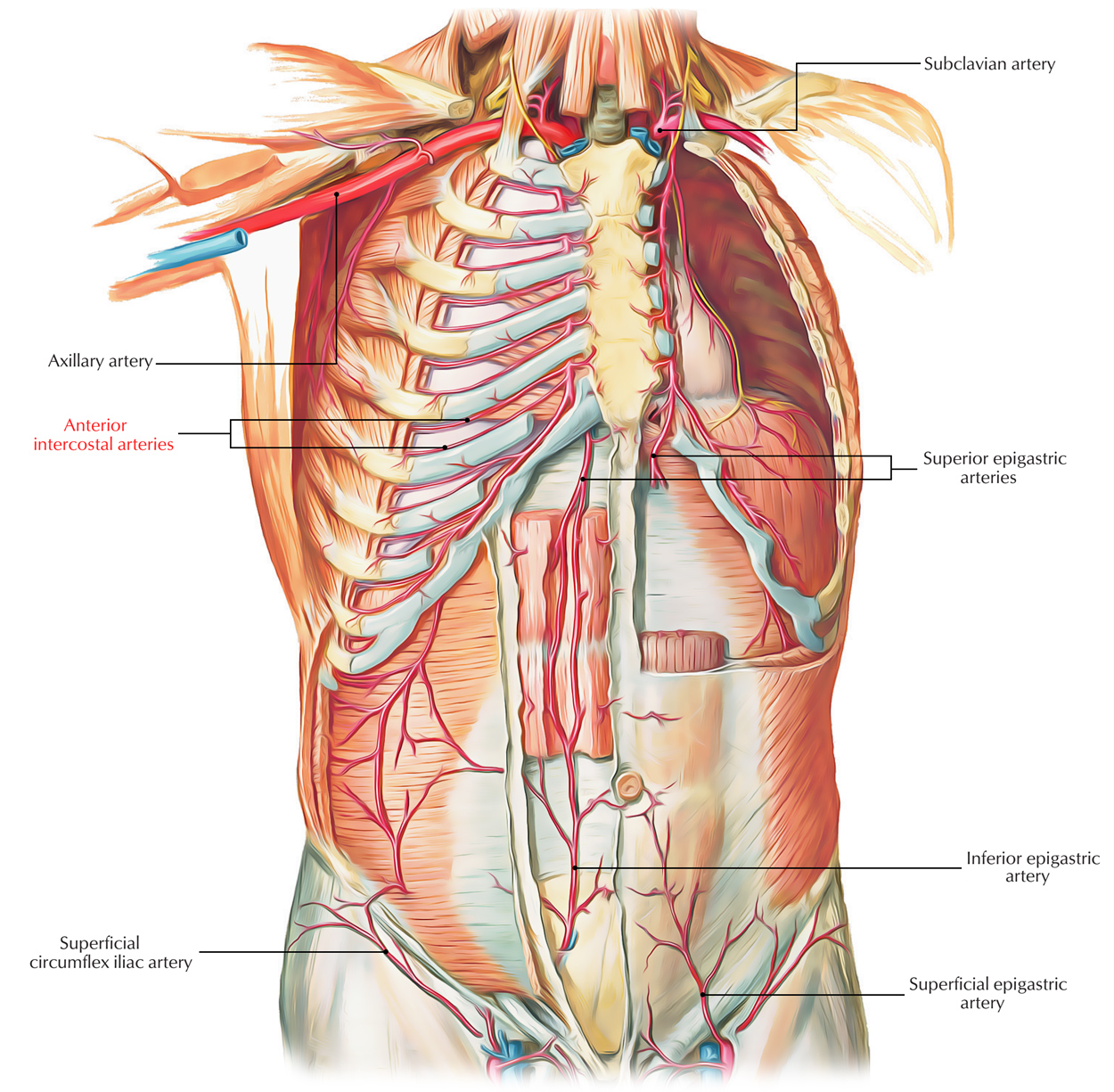 Anterior Intercostal Artries