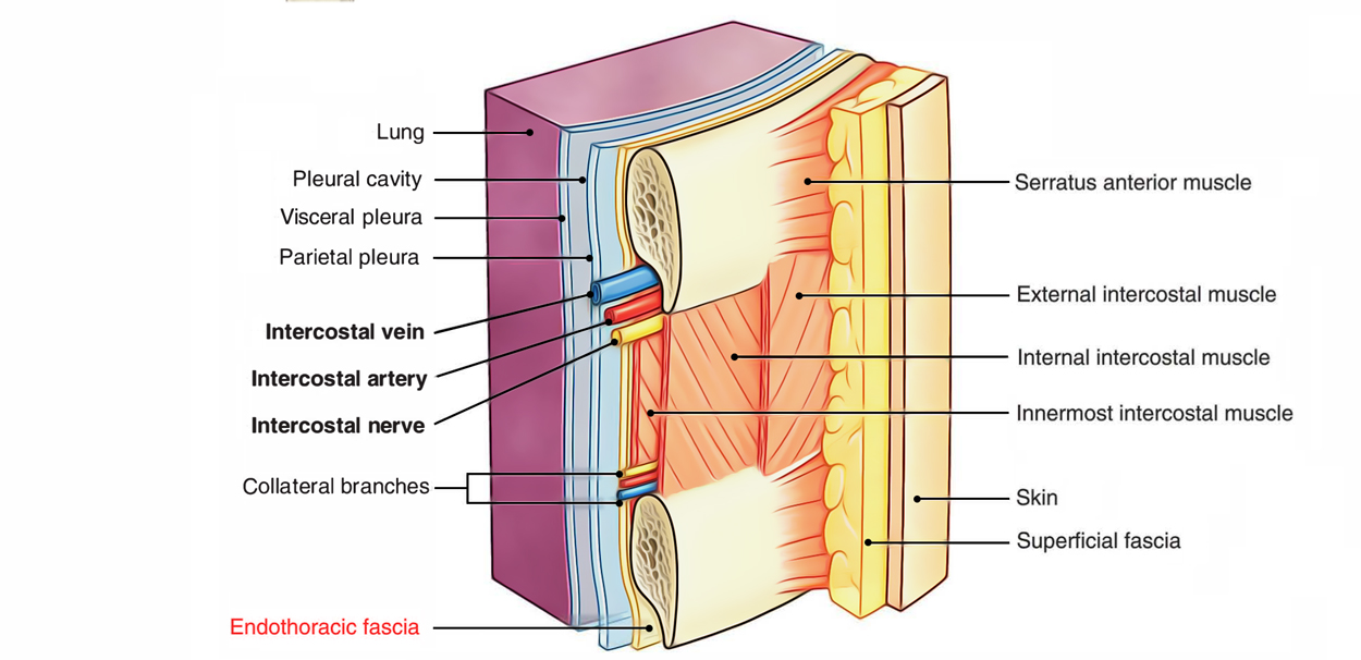 Endothoracic Fascia Earths Lab