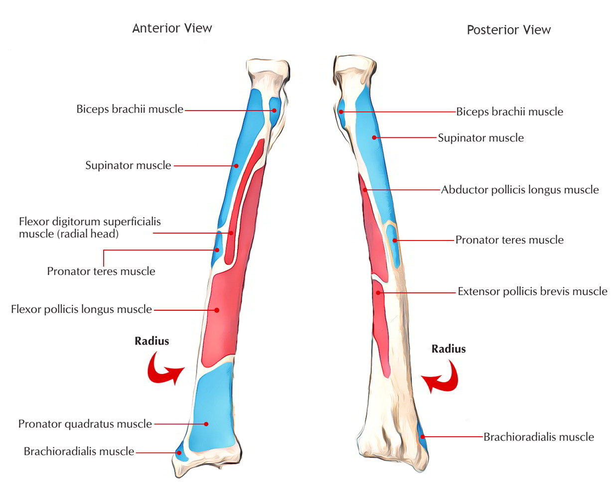 Muscles attached to radius bone