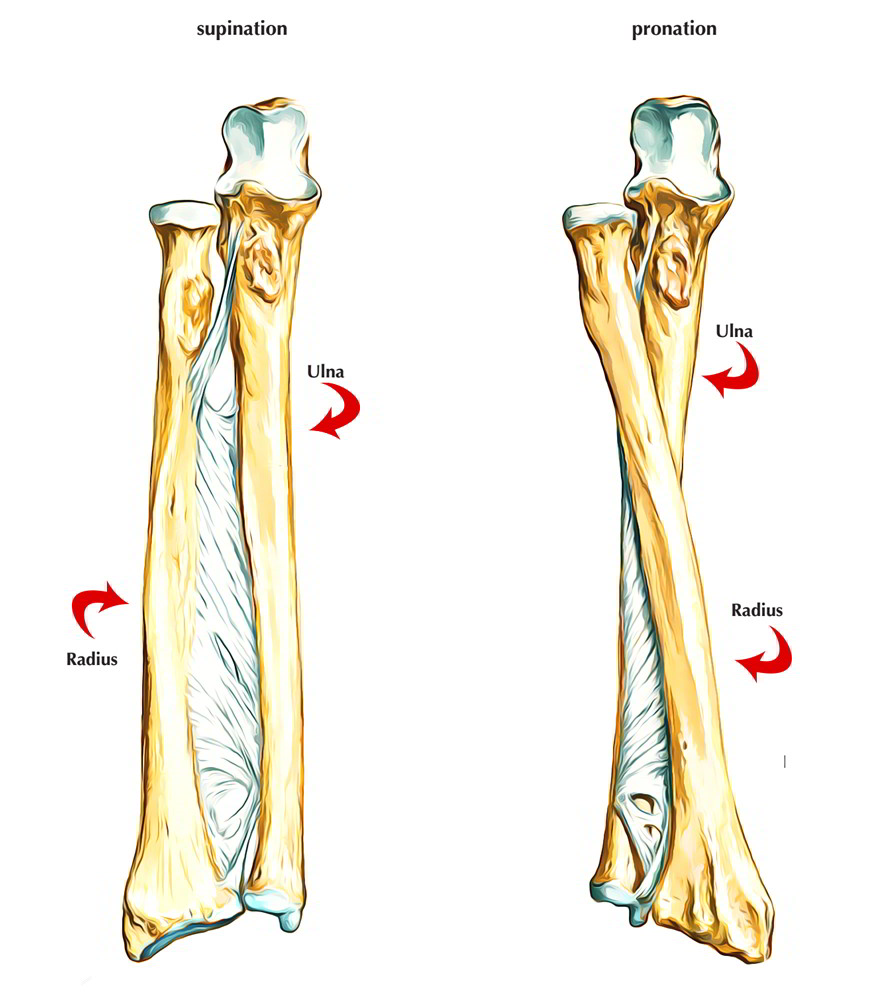 Radius Bone