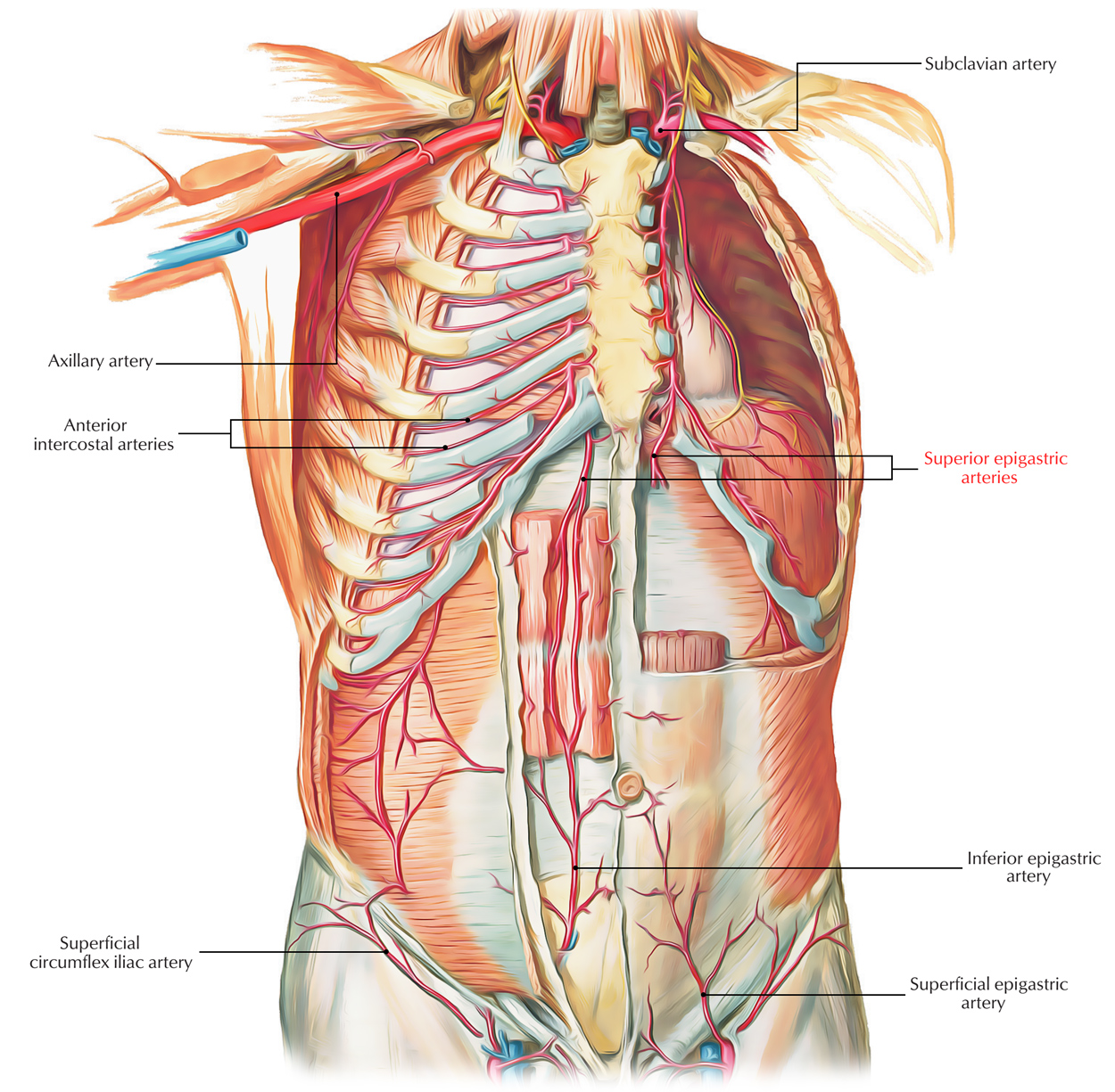 Superior Epigastric artery