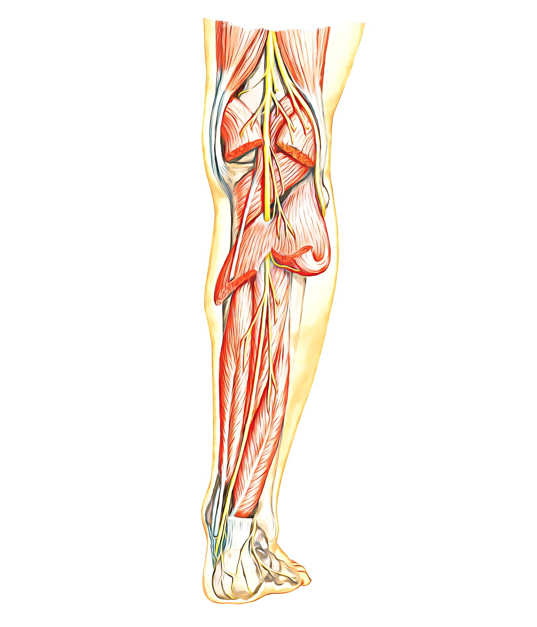 tibial nerve