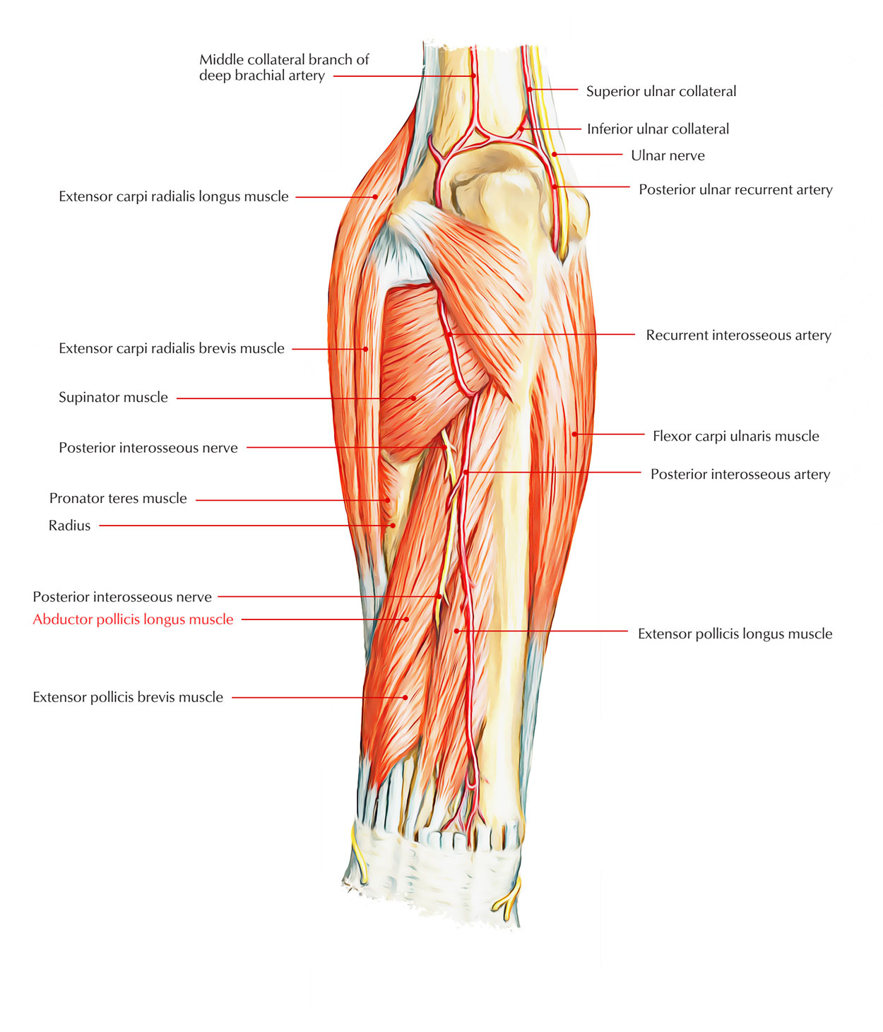 Abductor Pollicis Longus