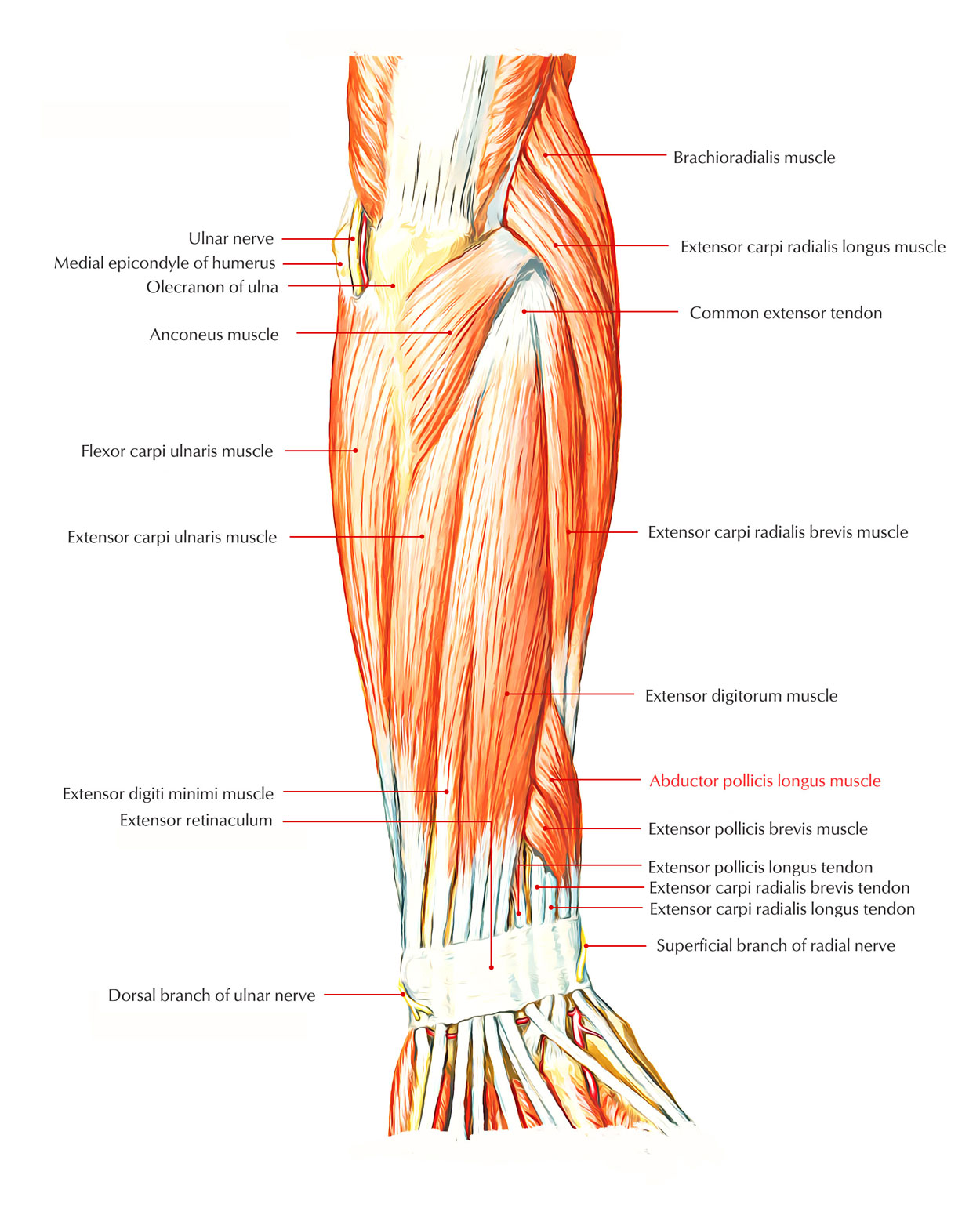 Easy Notes On 【Abductor Pollicis Longus】Learn in Just 3 Minutes