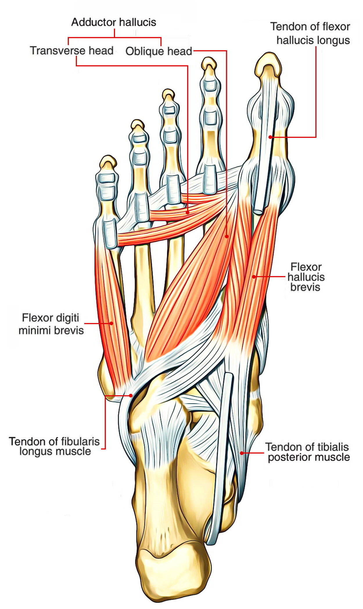 Foot: Flexor Digiti Minimi Brevis