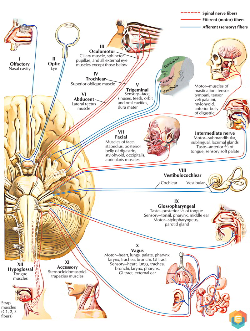 The 12 Pairs Of Cranial Nerves Earths Lab