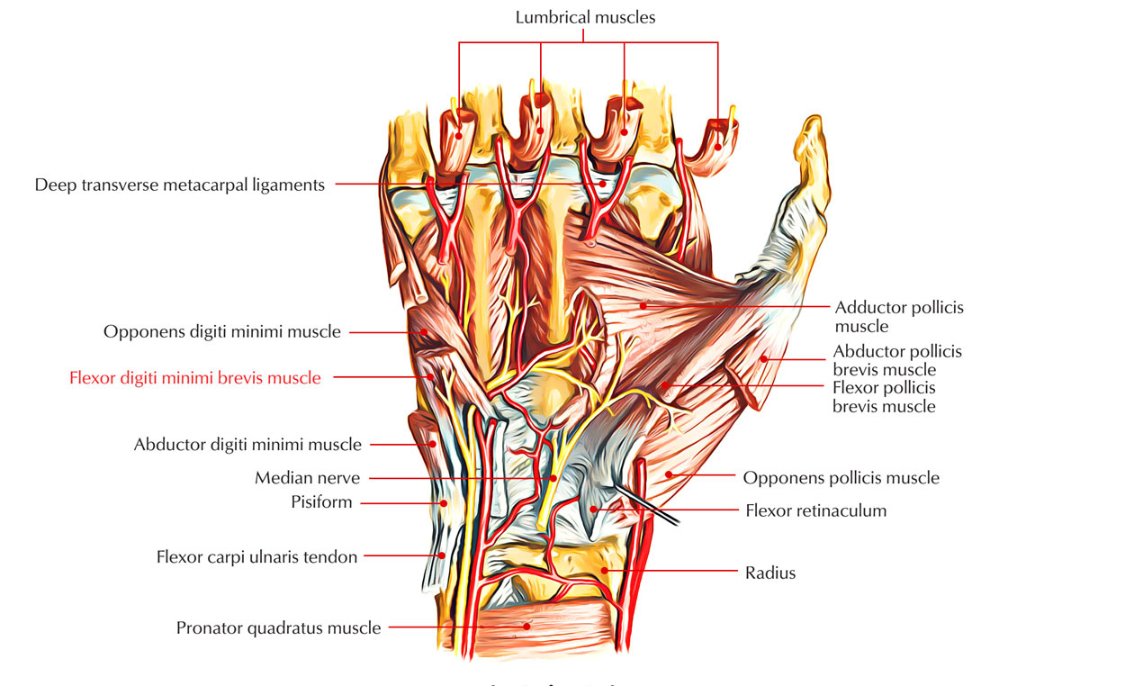 Easy Notes On 【Flexor Digiti Minimi Brevis】Learn in Just 3 Minutes