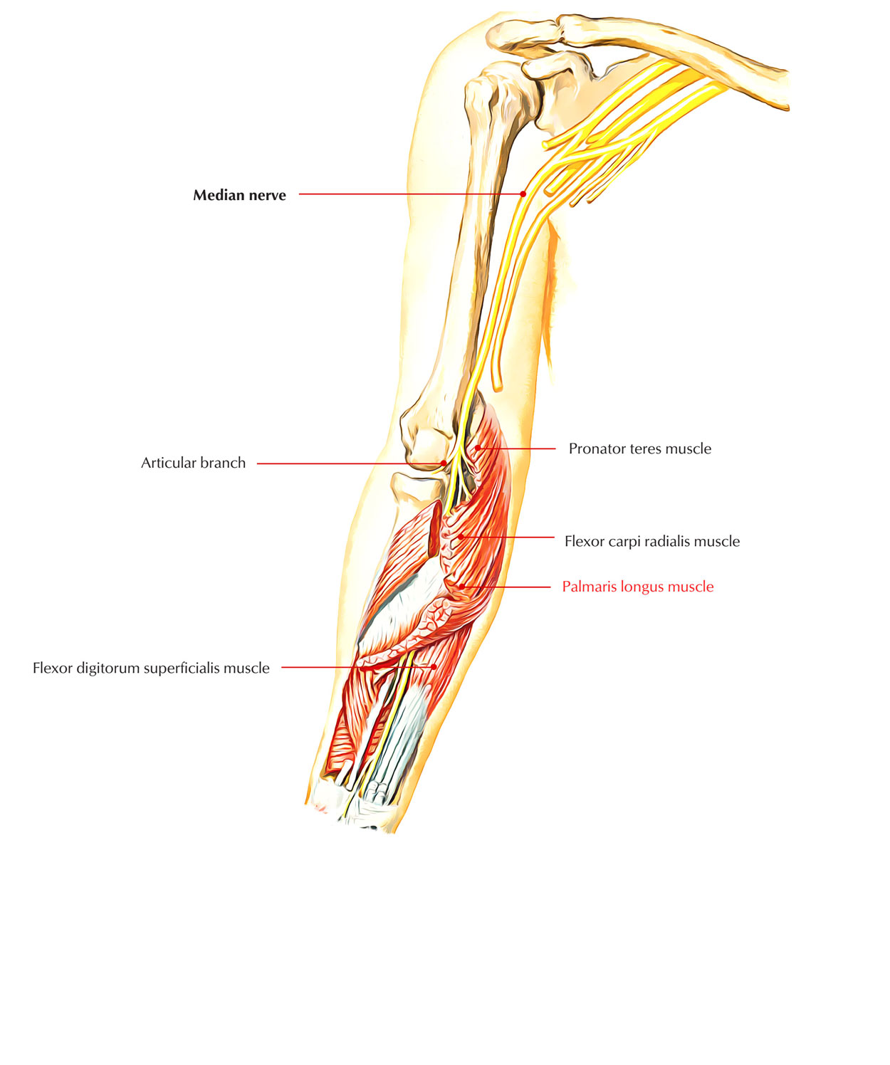 Palmaris Longus Muscle